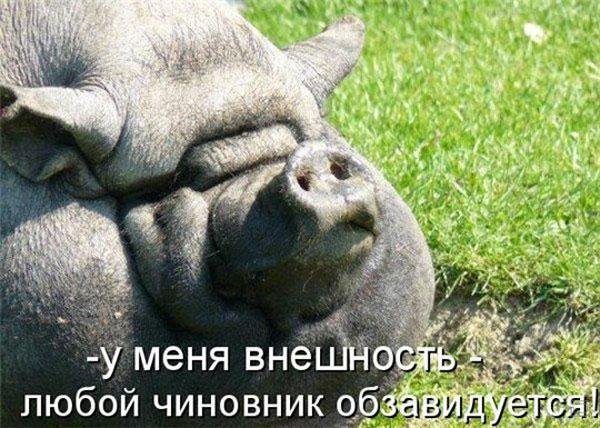 Забавные животные с подписью