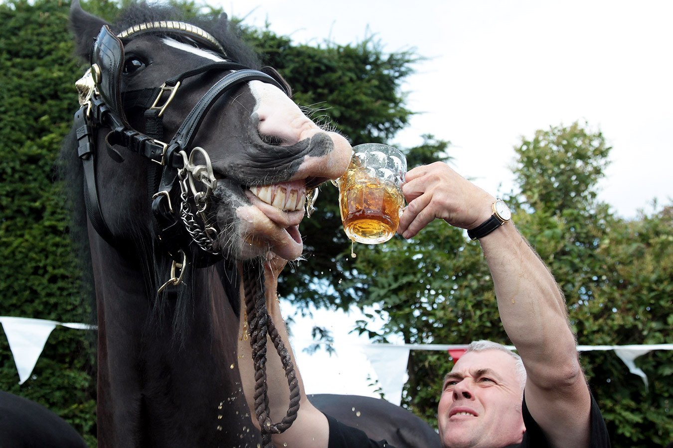 Покупаешь коньяк и жрешь как лошадь. Конь бухает. Лошадь пьет. Фото с пивом прикольные.