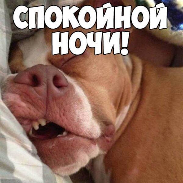 Спокойной ночи прикольные