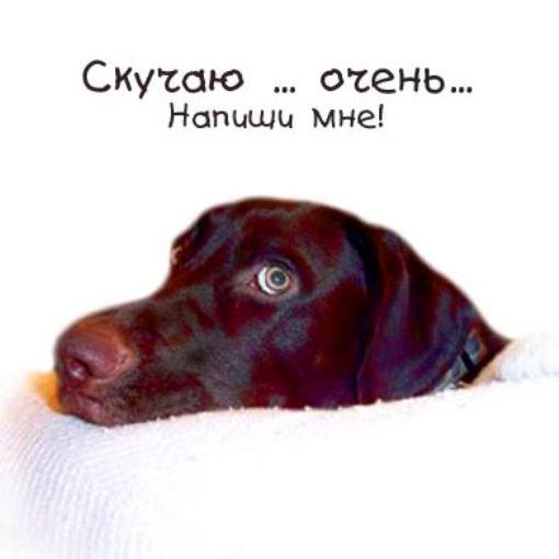 Напиши мне