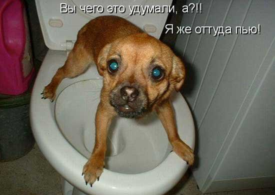 Приколы про собак смешные до слез