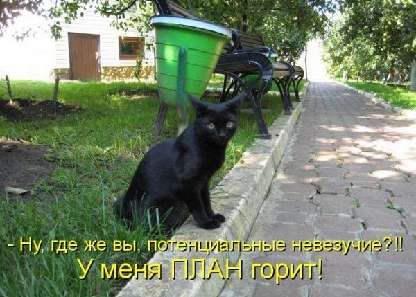 Про животных с надписями