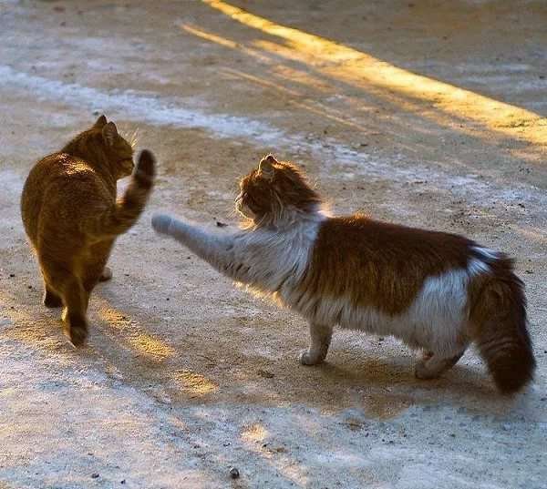 Веселые животные с надписями