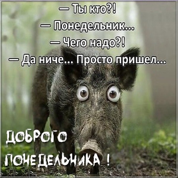 Весёлый понедельник в картинках