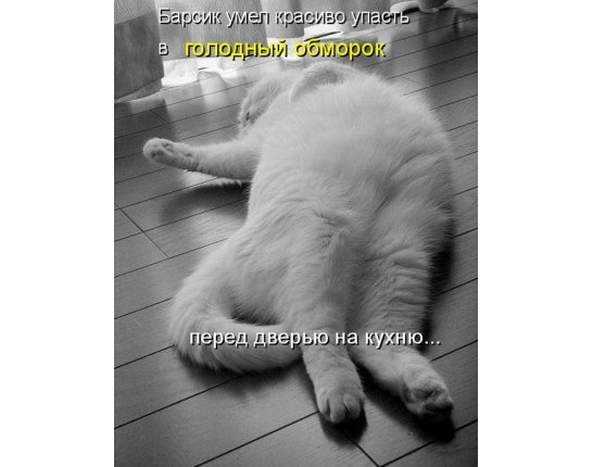 Приколы с надписями до слёз про работу