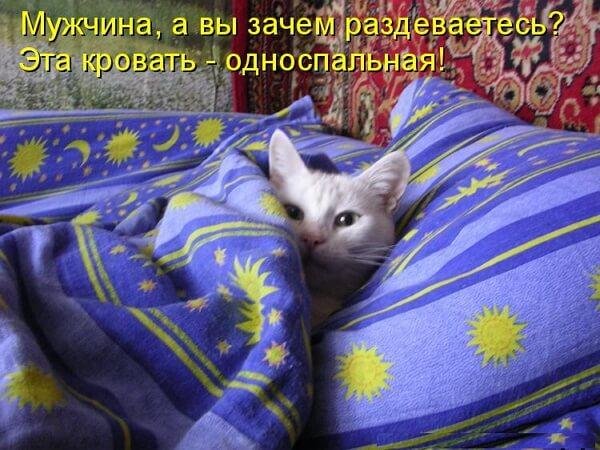 Прикольные животные с надписями спокойной ночи