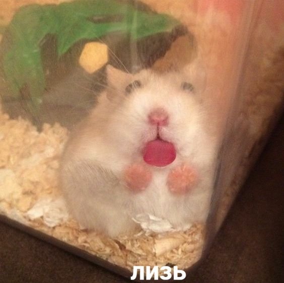 Упоротые хомяки