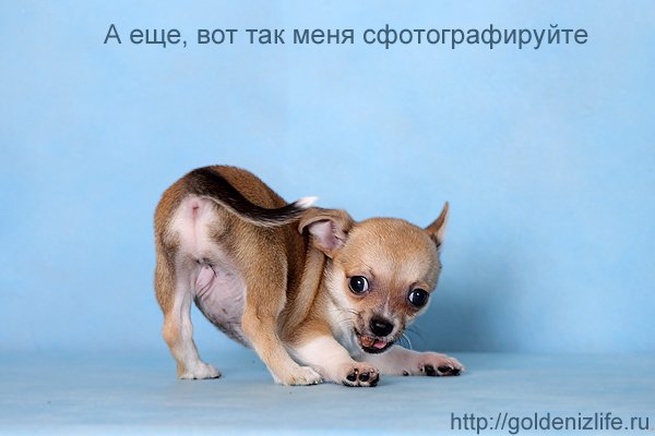 Смешные чихуахуа с надписями