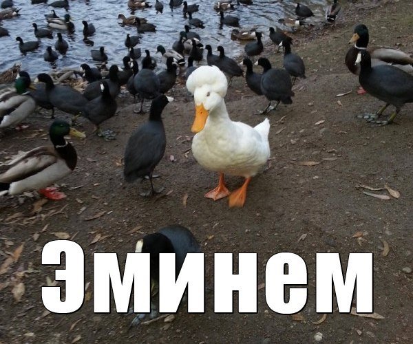 Утки приколы с надписями
