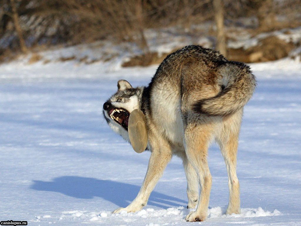 Смешные картинки волка