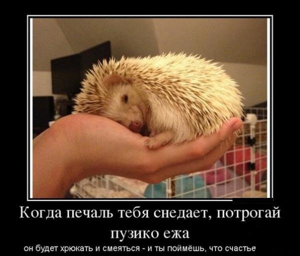 Еж демотиватор
