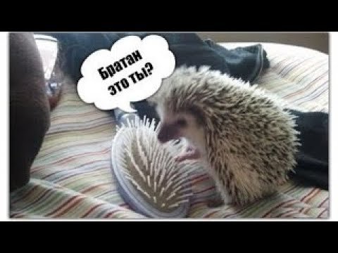 Ёжик мемы