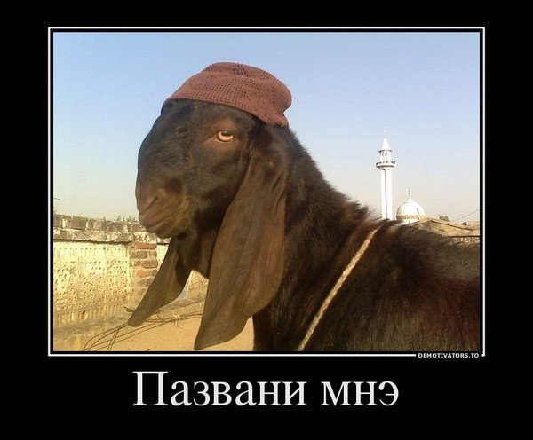Демотиваторы про ослов