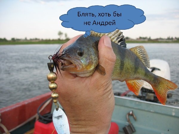Шутки про окуня