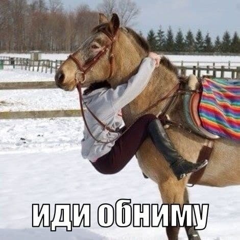Смешные лошади с надписями