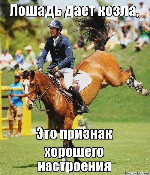 Мемы про лошадей и конный спорт