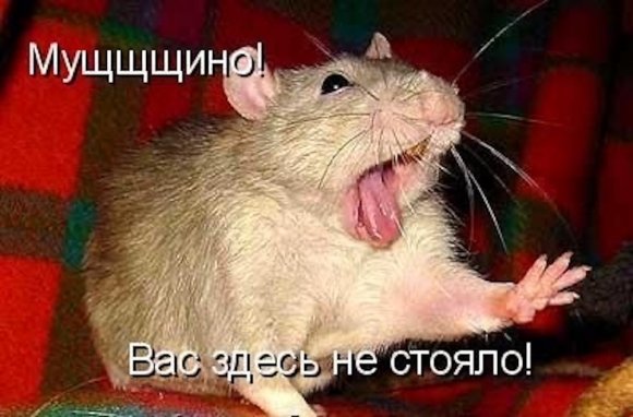 Крыса прикол