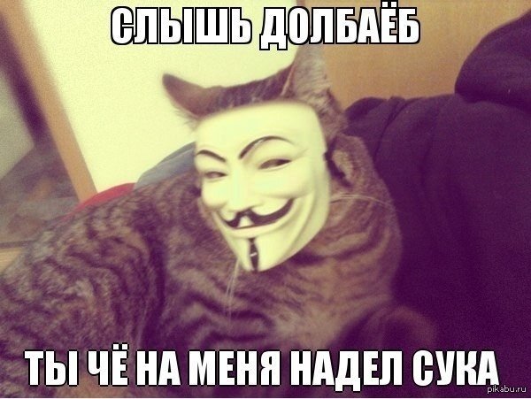 Кот в маске Анонимуса