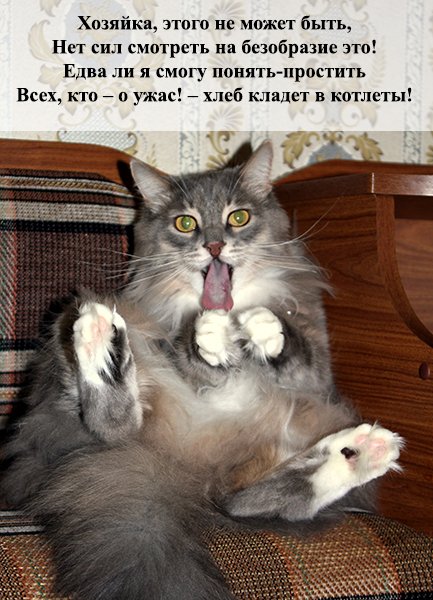 Смешные коты с надписями до слёз