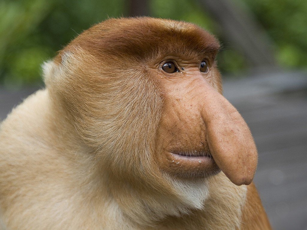 Угарные картинки про смешную обезьяну с большим носом (51 фото) » Юмор,  позитив и много смешных картинок