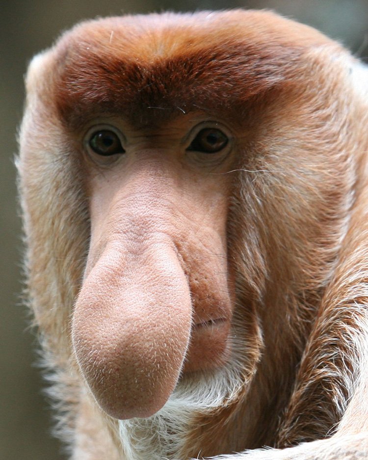 Угарные картинки про смешную обезьяну с большим носом (51 фото) » Юмор,  позитив и много смешных картинок