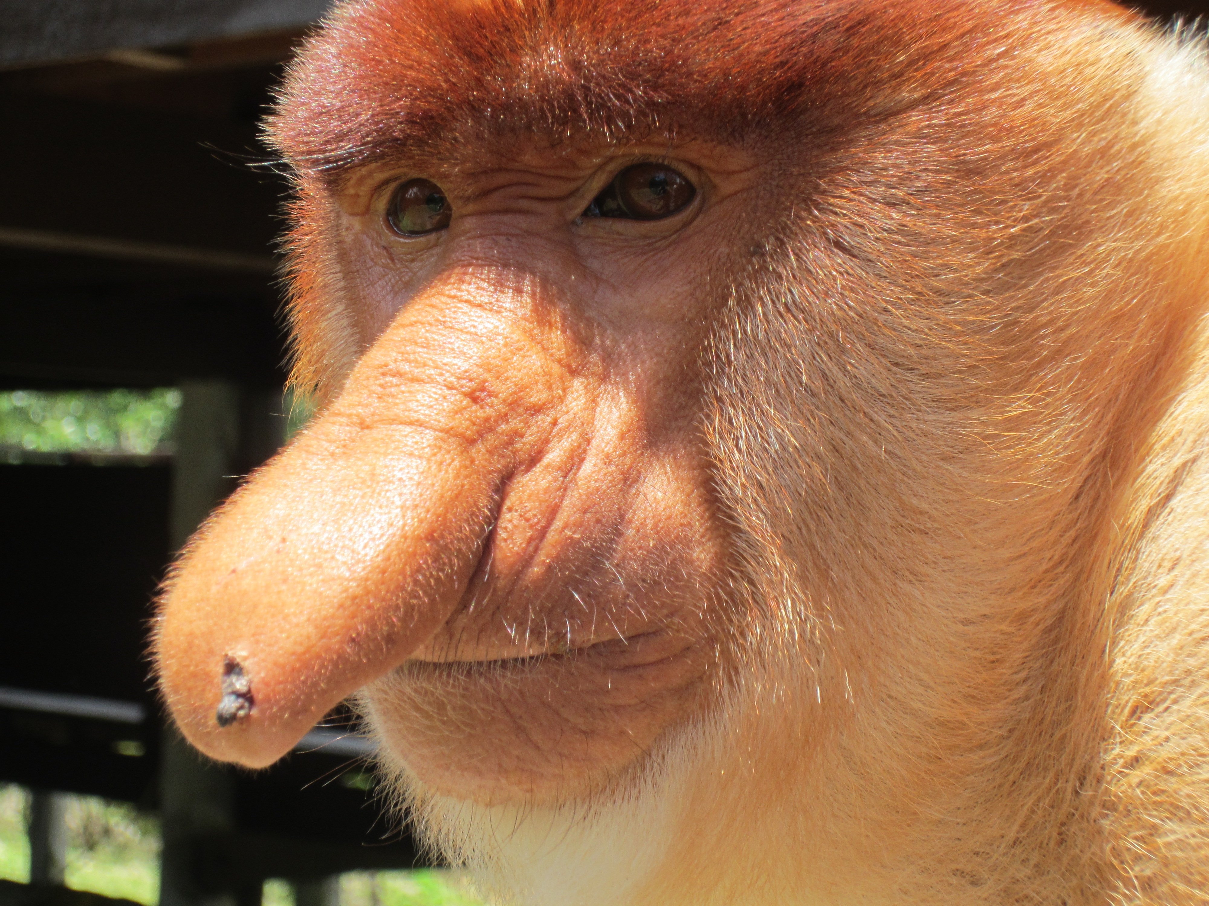 Большой нос картинка. Бабуин носач. Обезьяна носач. Шимпанзе носач. Йохан шнобель.