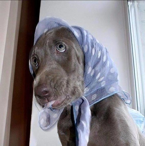 Платок с собачками