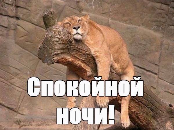 Спокойной ночи смешные картинки