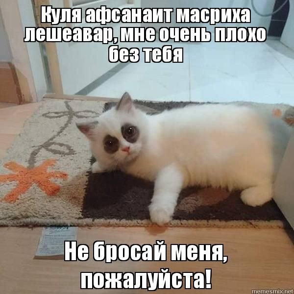 Кот с кругами под глазами