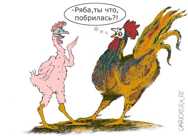 Карикатуры на петухов