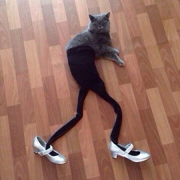 Кошка в туфлях
