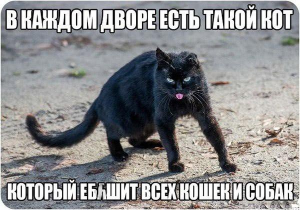 Картинки с матерными надписями прикольные