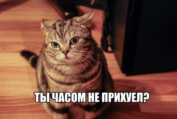 Коты с матами
