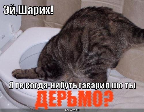 Приколы с котиками с надписями матом