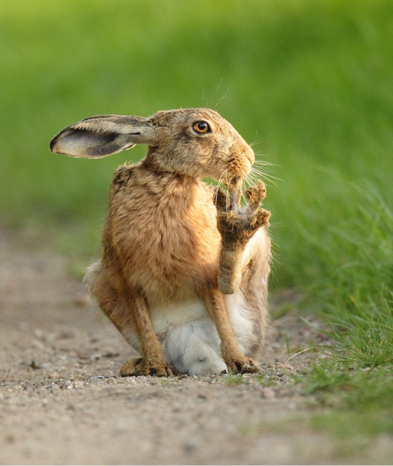 Смешные зайцы картинки. Заяц. Прикольный заяц. Прикольный кролик. Заяц и кролик.