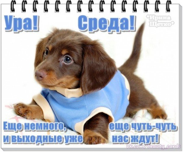 Смешное про среду