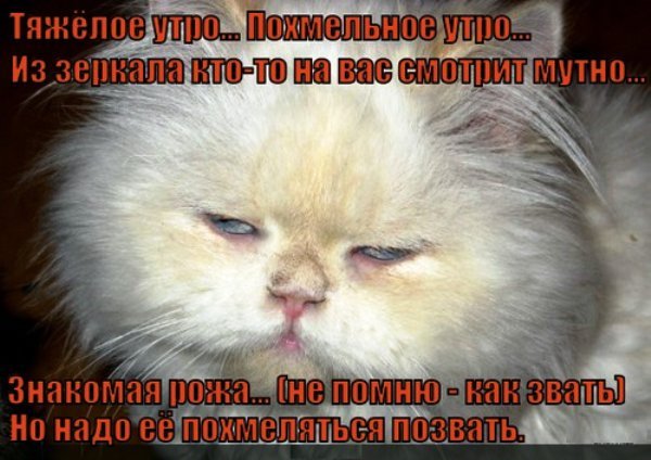 Похмелье приколы
