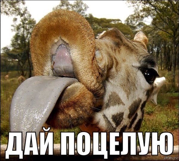Целую прикол