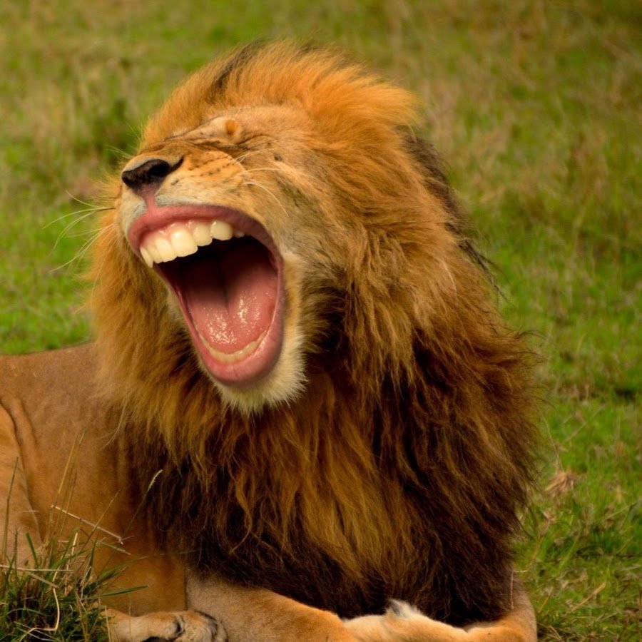 Глупый лев. Смешной Лев. Лев рычит. Животные смеются. Лев смеется.