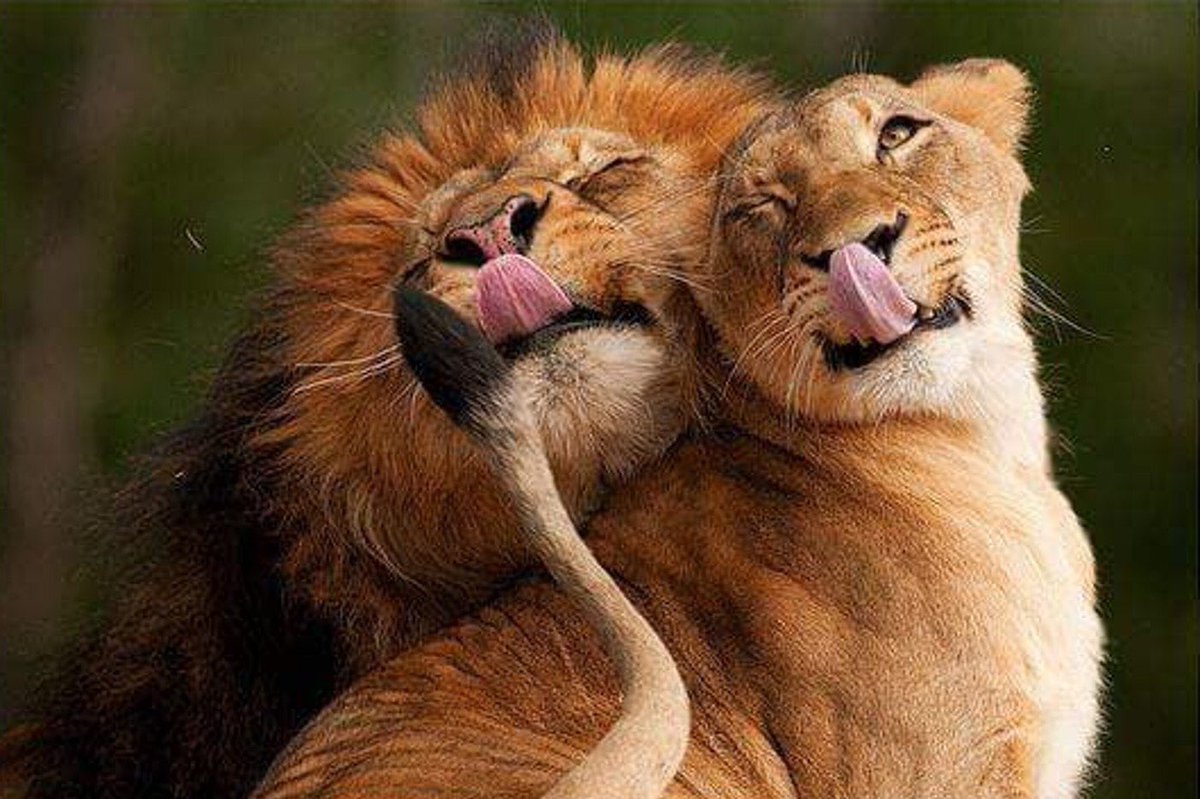 Любящее животное. Влюбленные животные. Милые влюбленные животные. Милая пара животных. Доброе утро львица.