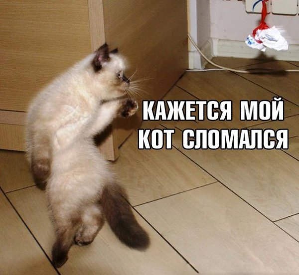 Кот сломался