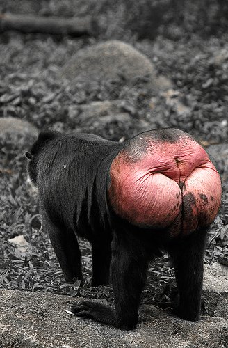 Обезьяна с красна плпай