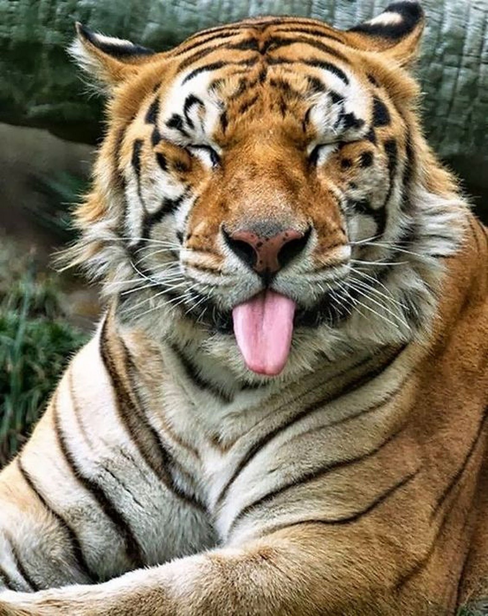 Покажи улыбающихся зверей. Тигр. Милый тигр. Тигр улыбается. Смешной тигр.