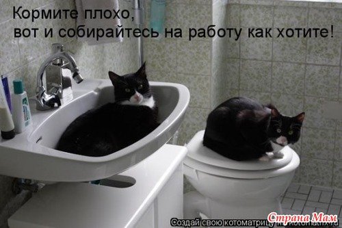 Забавные собаки с надписями