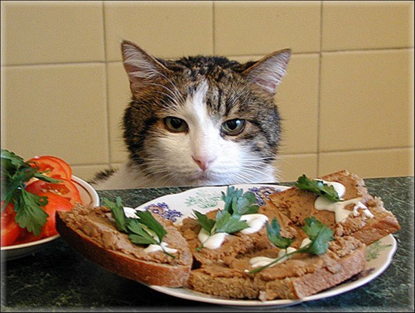 Веселые картинки про диету