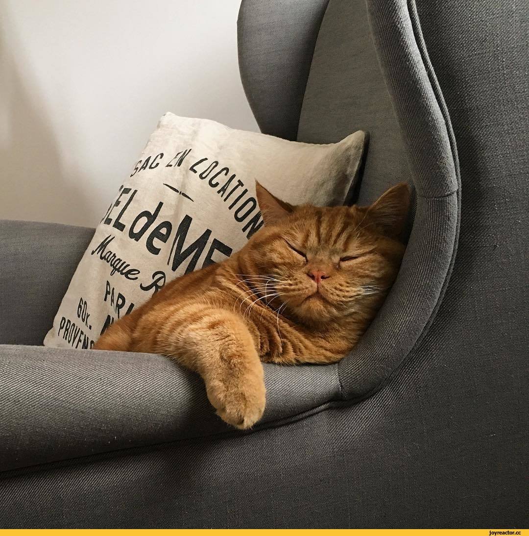 Поспи картинки. Кот на диване. Котик на диване. Кресло кот. Рыжий кот в кресле.