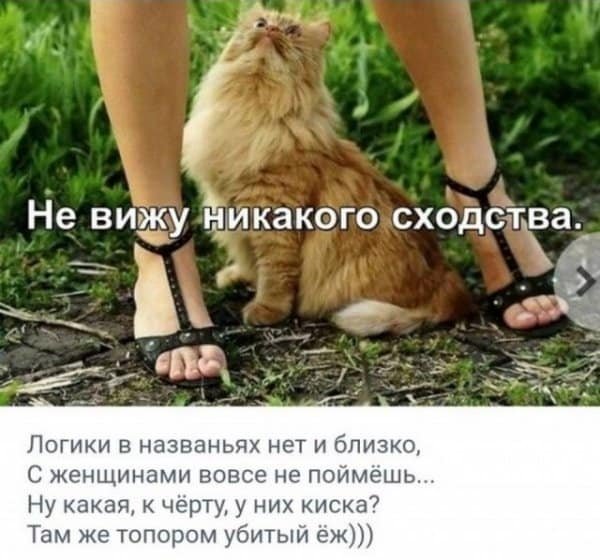 Собака ждет у двери