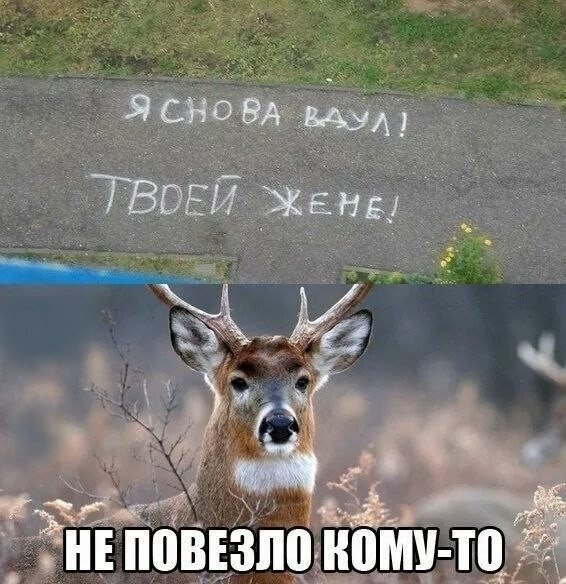 Наивный олень