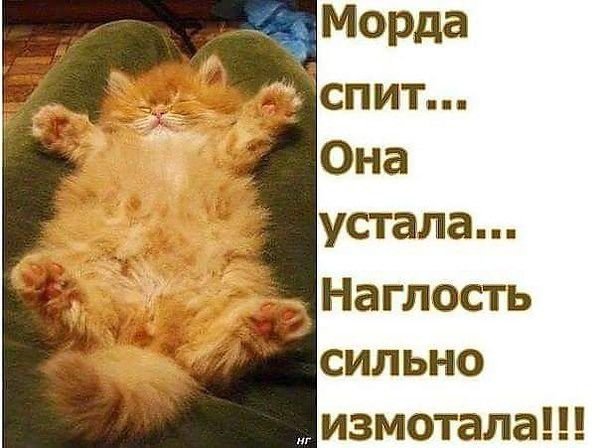 Смешные рыжие коты с надписями