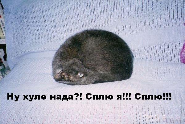 Спящие коты смешные